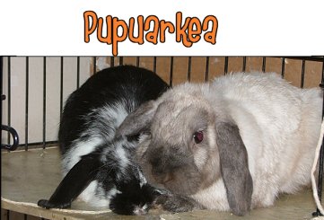 pupuarkea