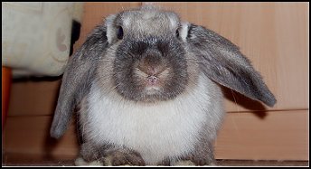 tapistys